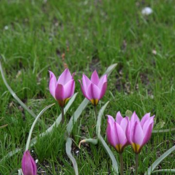 Tulipano humilis var. pulchella - Tulipano botanico