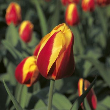 Tulipano Keizerskroon