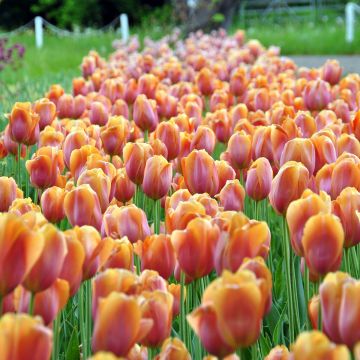 Tulipano Dordogne