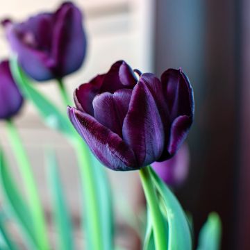 Tulipano Reine de la Nuit