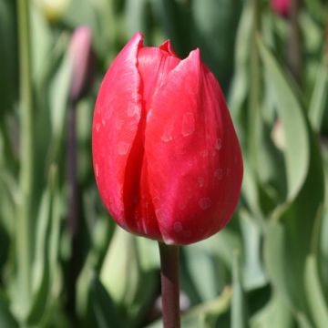 Tulipano Trionfo Bastogne