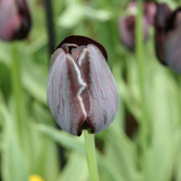 Tulipano Trionfo Black Charm