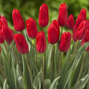 Tulipano Trionfo Red Proud