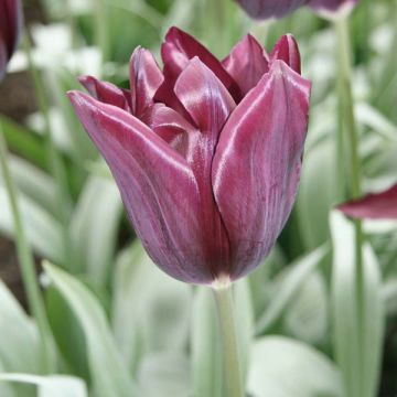 Tulipano Trionfo Havran