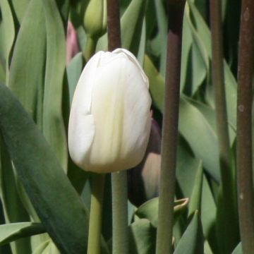 Tulipano White Marvel