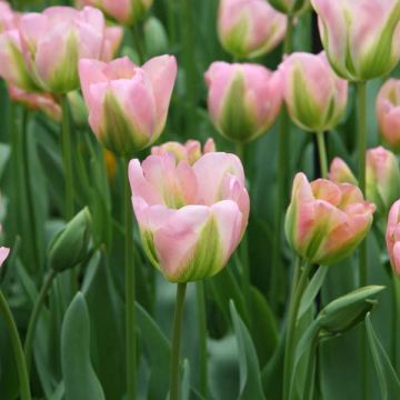 Tulipano Viridiflora Groenland