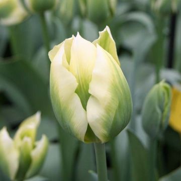 Tulipano Viridiflora Spring Green