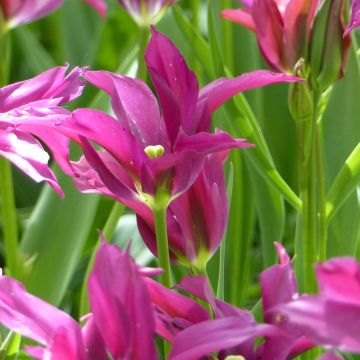 Tulipano Viridiflora Purple Doll