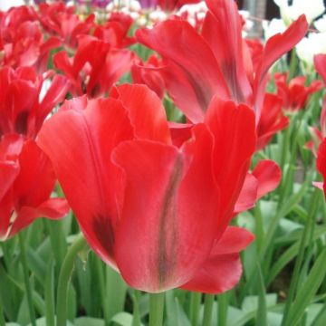 Tulipano Viridiflora Red Spring Green