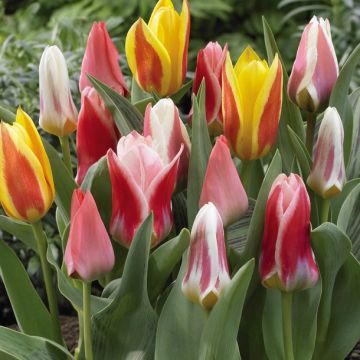 Tulipano kaufmanniana Rainbow Mix