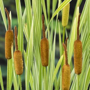 Typha latifolia Variegata - Lisca maggiore