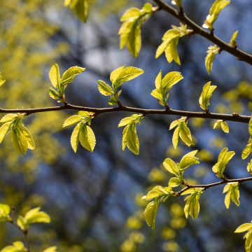 Ulmus parvifolia Geisha - Olmo chinese