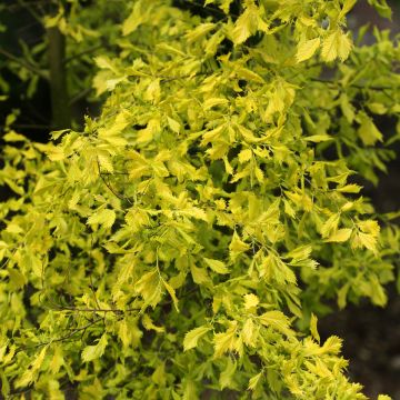 Ulmus  minor Viminalis Aurea - Olmo comune