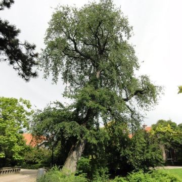 Ulmus carpinifolia Pendula - Olmo piangente