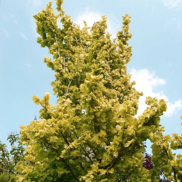 Ulmus hollandica Wredei - Olmo dorato