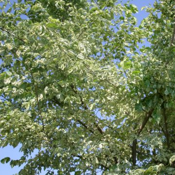 Ulmus minor Argenteovariegata - Olmo comune