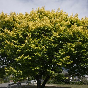 Ulmus minor Louis van Houtte - Olmo comune