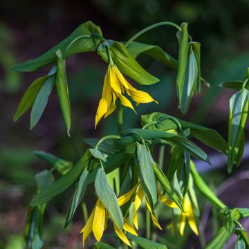 Uvularia grandiflora