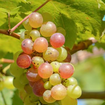 Vitis labrusca x vinifera Fragola Bianca Precoce - Vite