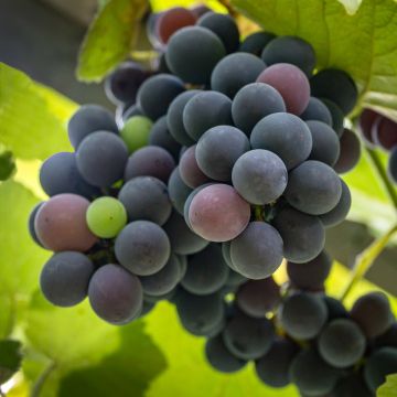 Vitis labrusca x vinifera Fragola Nera Précoce - Vite