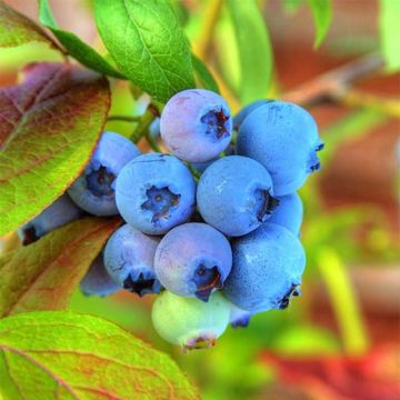 Vaccinium Tophat - Mirtillo nano