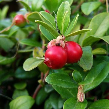 Vaccinium macrocarpon - Mirtillo rosso americano