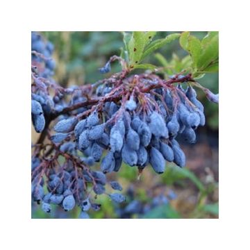 Vaccinium cylindraceum Goutte Bleuef 'Blautropf' - Mirtillo