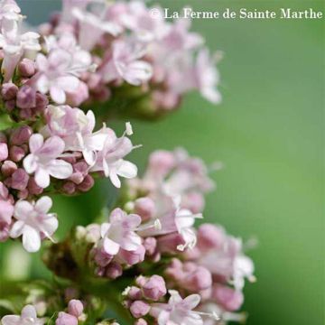 Valeriana officinalis NT - Ferme de Sainte Marthe - Valeriana comune