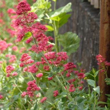 Centranthus ruber Coccineus - Valeriana rossa