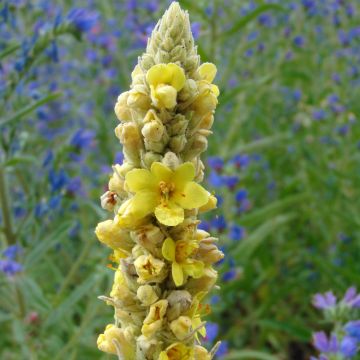 Verbascum thapsus - Verbasco tasso-barbasso