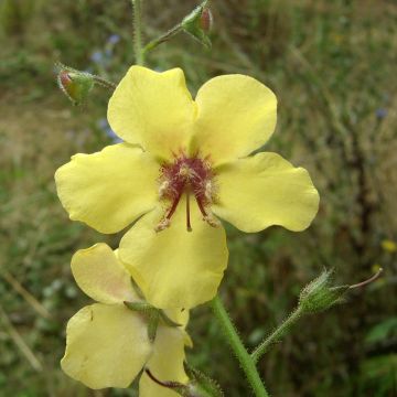 Verbascum Gainsborough - Verbasco