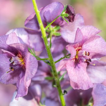 Verbascum Pink Domino - Verbasco