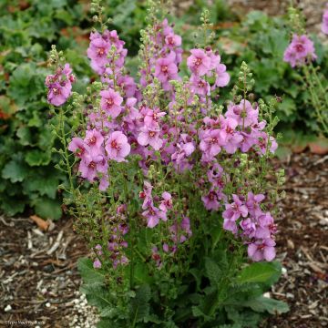 Verbascum Sugar Plum - Verbasco