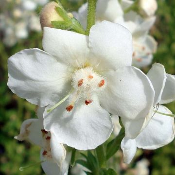 Verbascum chaixii White Domino - Verbasco di Chaix