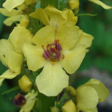 Verbascum Cotswold Queen - Verbasco