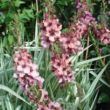 Verbascum Southern Charm - Verbasco