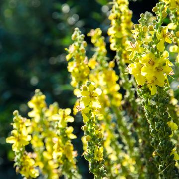 Verbascum olympicum - Verbasco