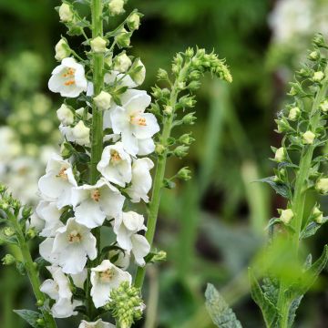 Verbascum phoeniceum Flush of White - Verbasco porporino