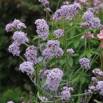 Verbena di Buenos Aires Cloud