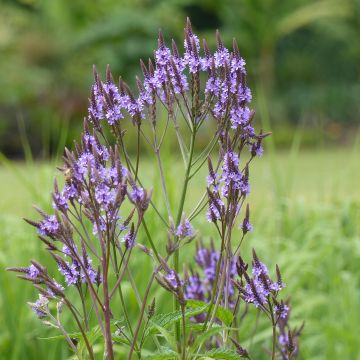 Verbena hastata