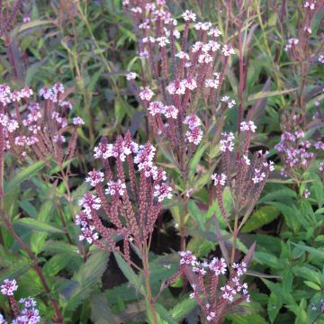 Verbena hastata Rosea