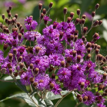 Vernonia baldwinii