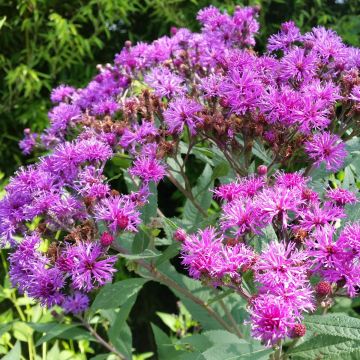 Vernonia crinita Mammuth