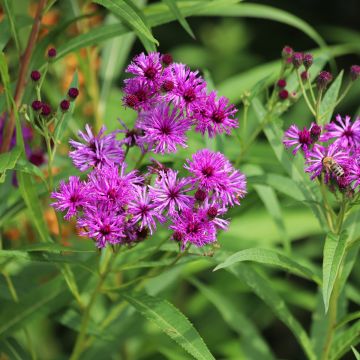 Vernonia crinita Vernonia crinita