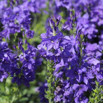 Veronica austriaca Knallblau - Veronica d'Austria