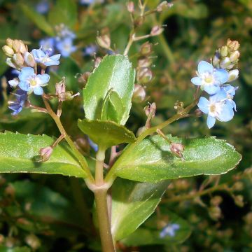 Veronica beccabunga - Erba grassa