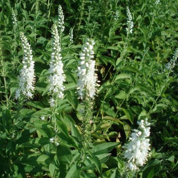 Veronica longifolia Schneeriesin