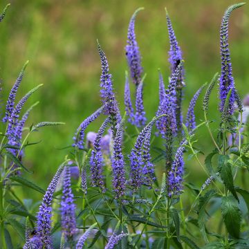 Veronica longifolia - Veronica a foglie lunge