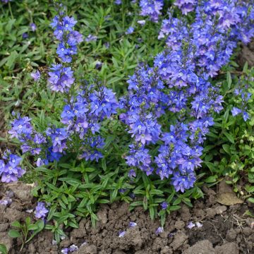 Veronica prostrata