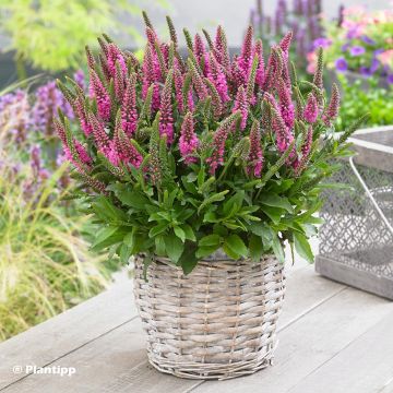 Veronica spicata Bubblegum Candles